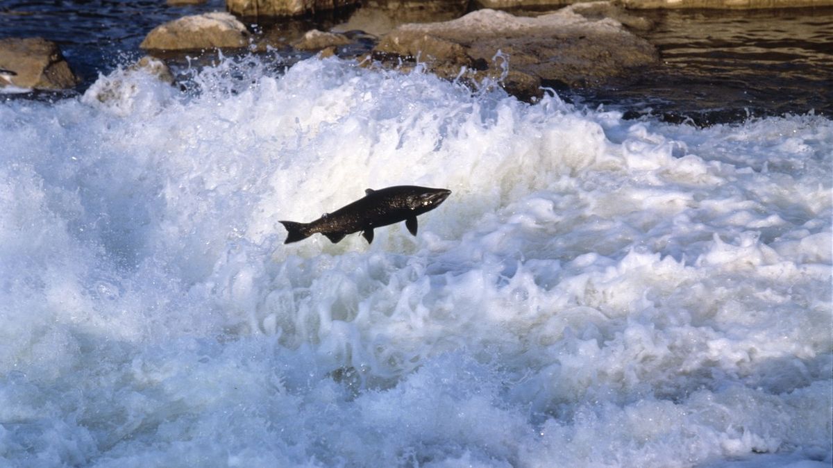 Kalifornští lososi by kvůli suchu nedoplavali k oceánu. Budou je vozit